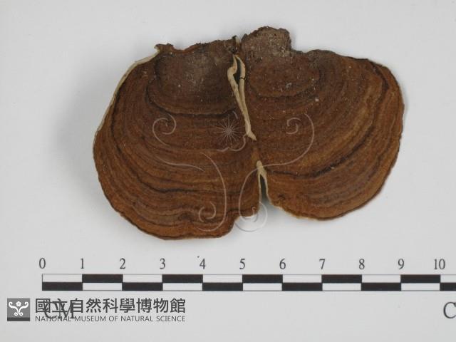 登錄號:F0018781藏品圖，第3張