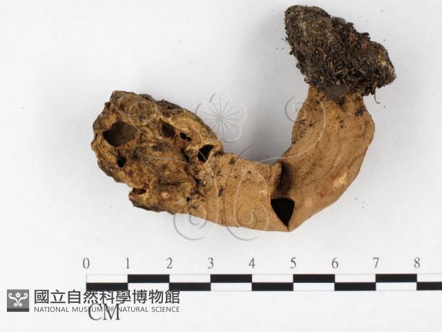 美味羊肚菌藏品圖，第3張