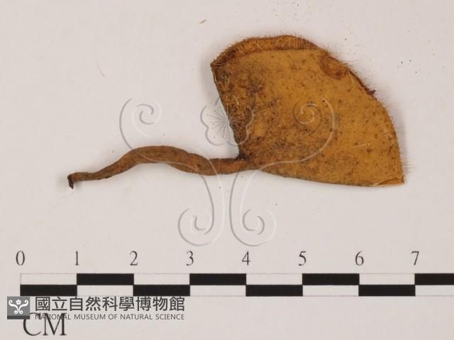 登錄號:F0000781藏品圖，第3張