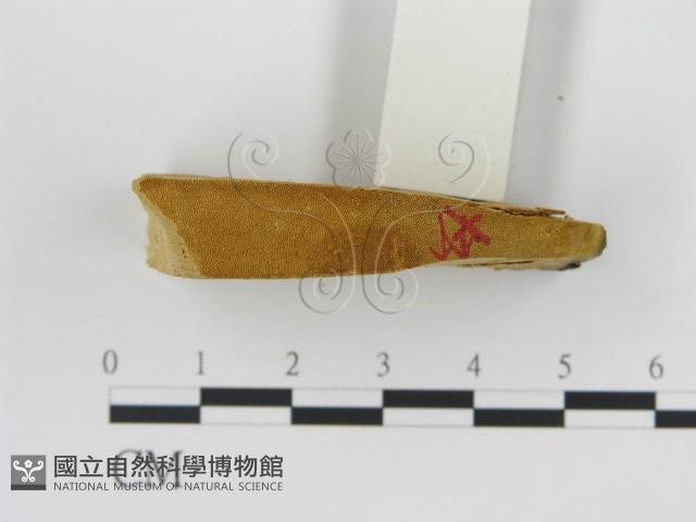 松生擬層孔菌藏品圖，第3張