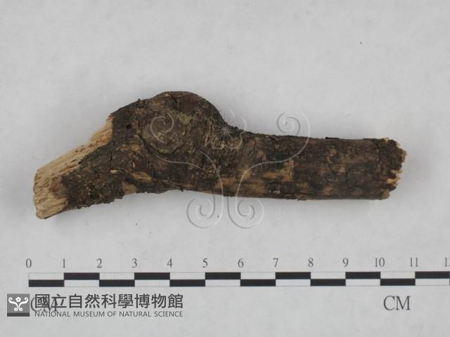 登錄號:F0021781藏品圖，第3張