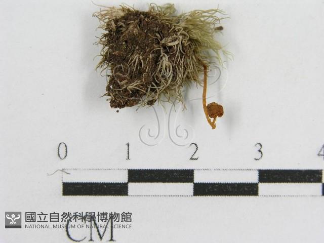 登錄號:F0004781藏品圖，第3張