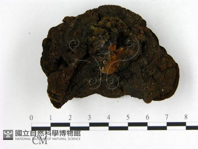 登錄號:F0014781藏品圖，第3張