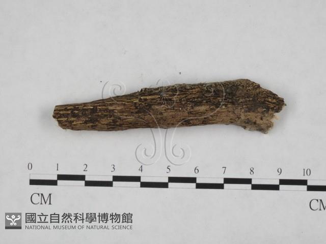 登錄號:F0012781藏品圖，第3張