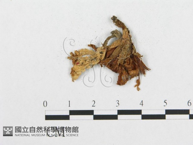 登錄號:F0007781藏品圖，第3張