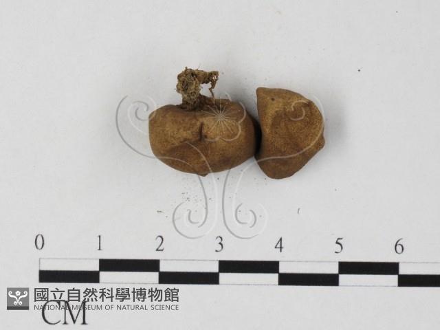 登錄號:F0025781藏品圖，第3張