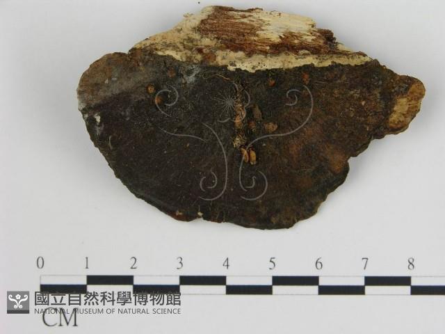 登錄號:F0005781藏品圖，第3張