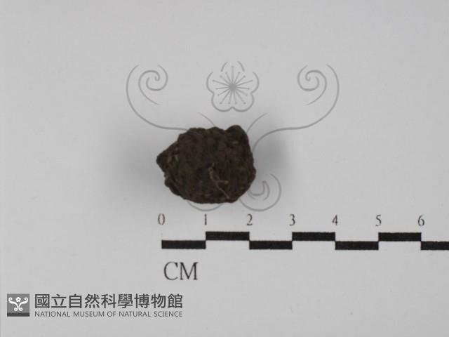 台灣塊菌藏品圖，第3張