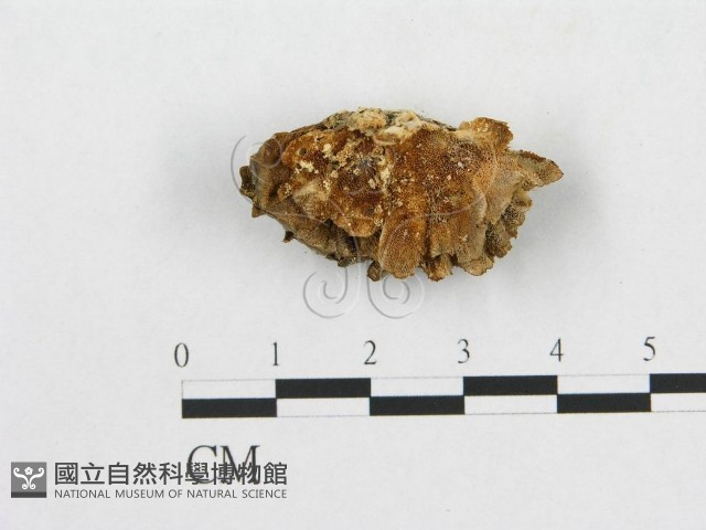 登錄號:F0009781藏品圖，第3張