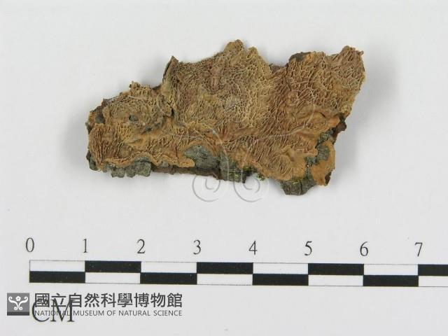 登錄號:F0019781藏品圖，第1張