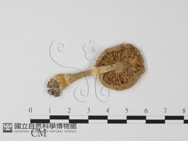 登錄號:F0003781藏品圖，第3張