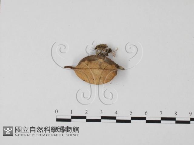 登錄號:F0010581藏品圖，第3張