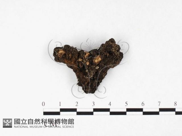 登錄號:F0026581藏品圖，第3張