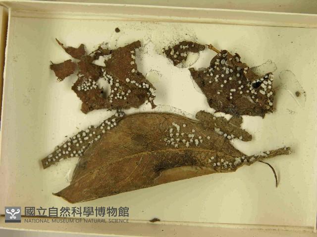 登錄號:F0021581藏品圖，第3張