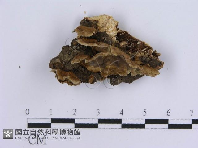 登錄號:F0001581藏品圖，第1張
