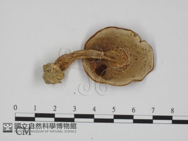 登錄號:F0014581藏品圖，第3張