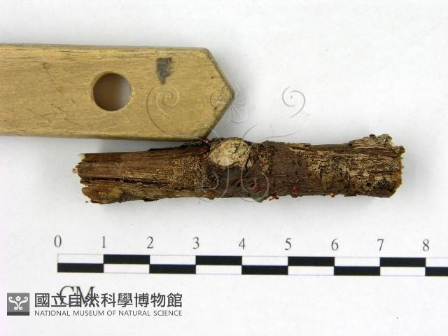 登錄號:F0022581藏品圖，第3張