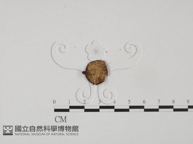 登錄號:F0012581藏品圖，第3張