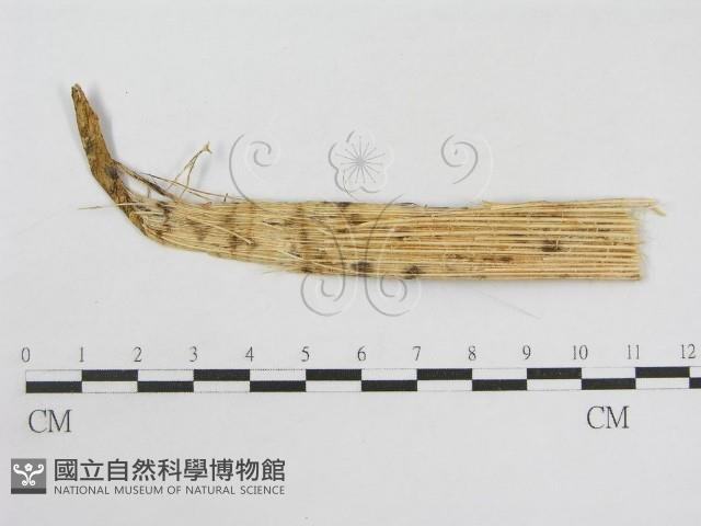 登錄號:F0007581藏品圖，第3張