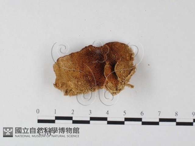 登錄號:F0017581藏品圖，第1張
