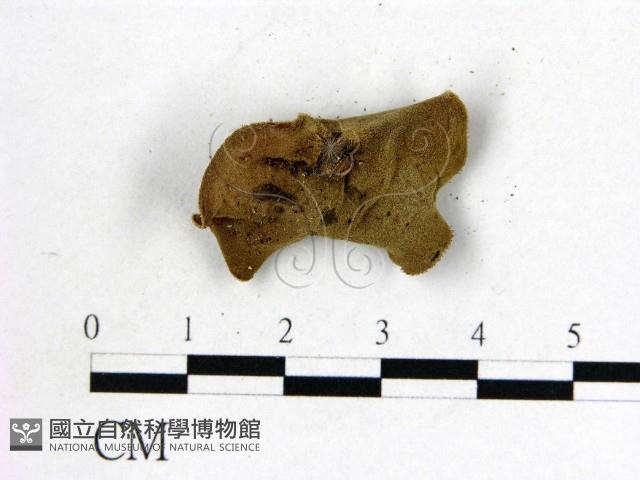 毛木耳藏品圖，第3張
