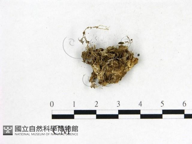 登錄號:F0015581藏品圖，第3張