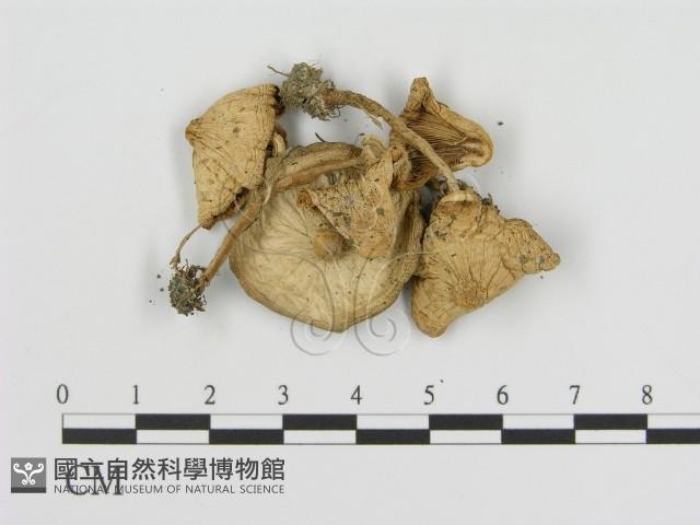 登錄號:F0003581藏品圖，第3張