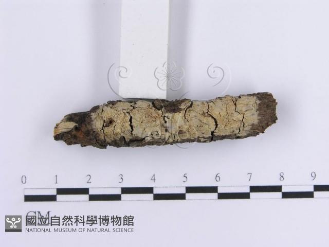 登錄號:F0013581藏品圖，第3張