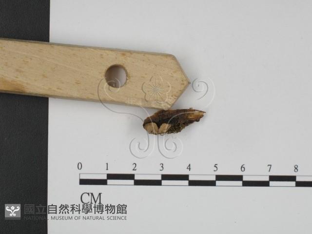 登錄號:F0008181藏品圖，第3張