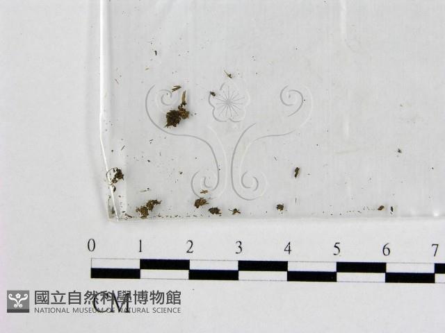 登錄號:F0000181藏品圖，第3張