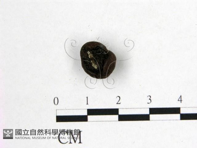 登錄號:F0010181藏品圖，第3張