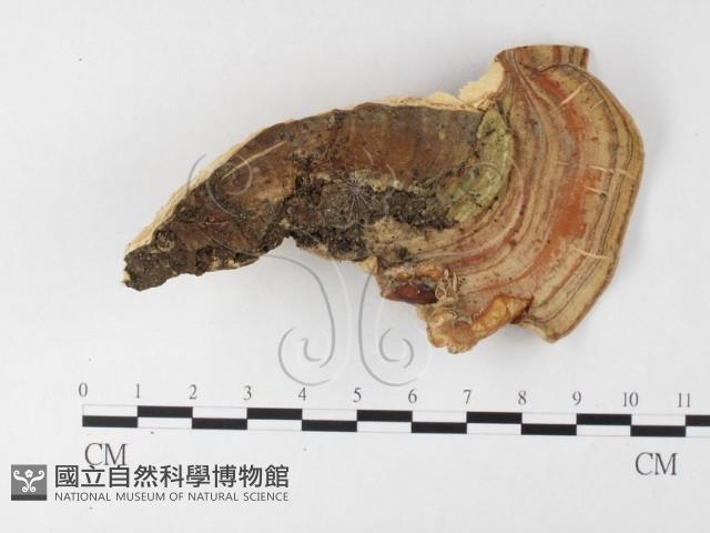 登錄號:F0026181藏品圖，第1張