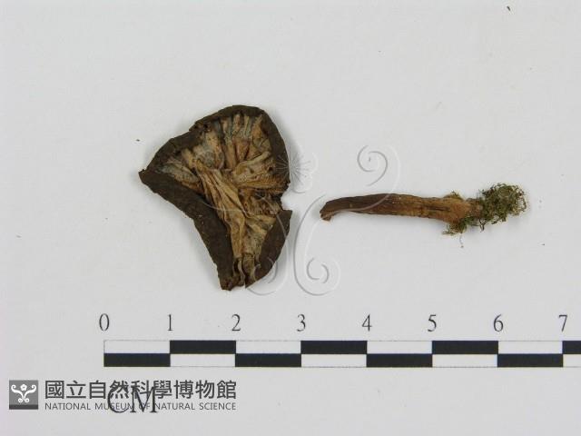 登錄號:F0016181藏品圖，第3張
