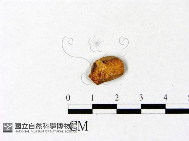 微皮傘屬藏品圖，第3張