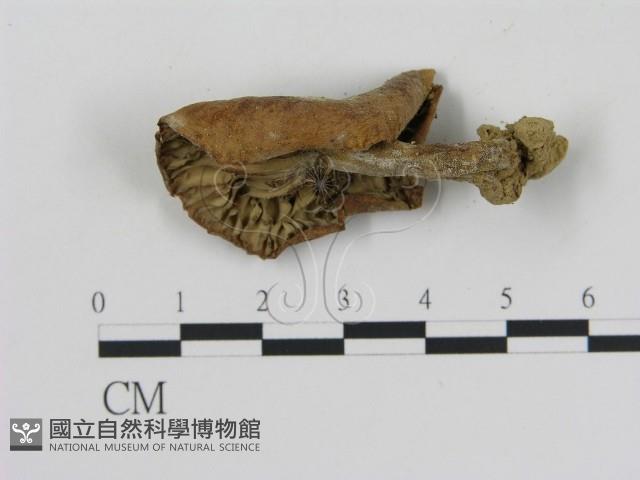 登錄號:F0011181藏品圖，第3張