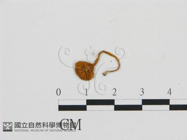 濕傘屬藏品圖，第3張