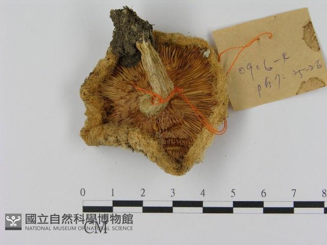 乳菇屬藏品圖，第3張