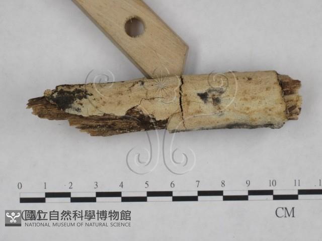 絲皮菌屬藏品圖，第3張