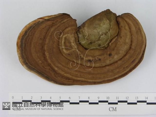 登錄號:F0015181藏品圖，第1張