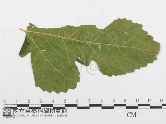 登錄號:F0019181藏品圖，第1張