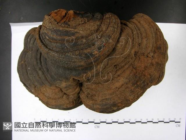 登錄號:F0023181藏品圖，第3張