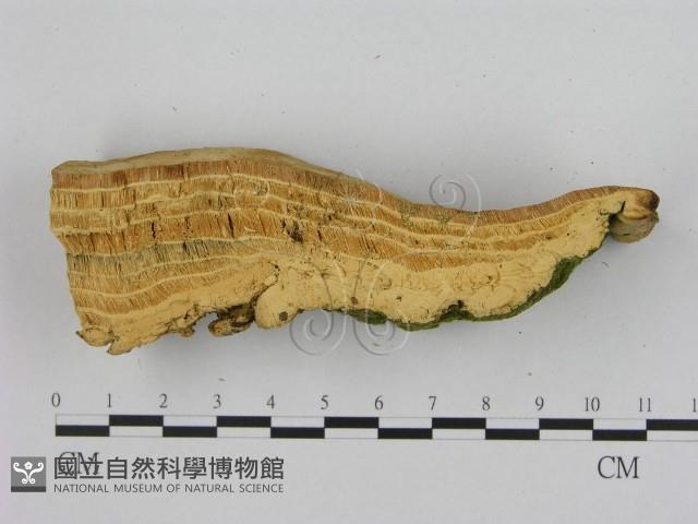 登錄號:F0008081藏品圖，第3張