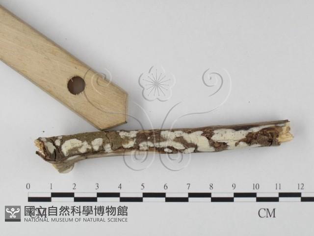 登錄號:F0020081藏品圖，第3張