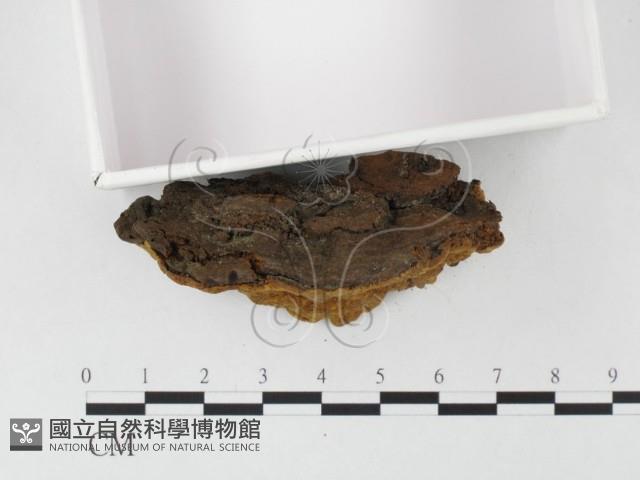 木層孔菌屬藏品圖，第3張