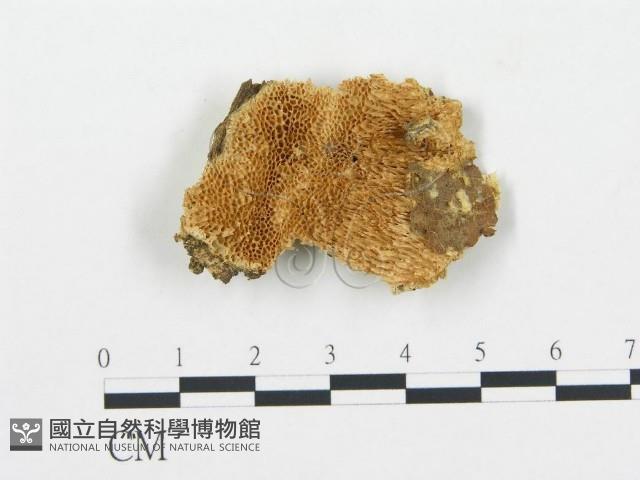 登錄號:F0006081藏品圖，第1張