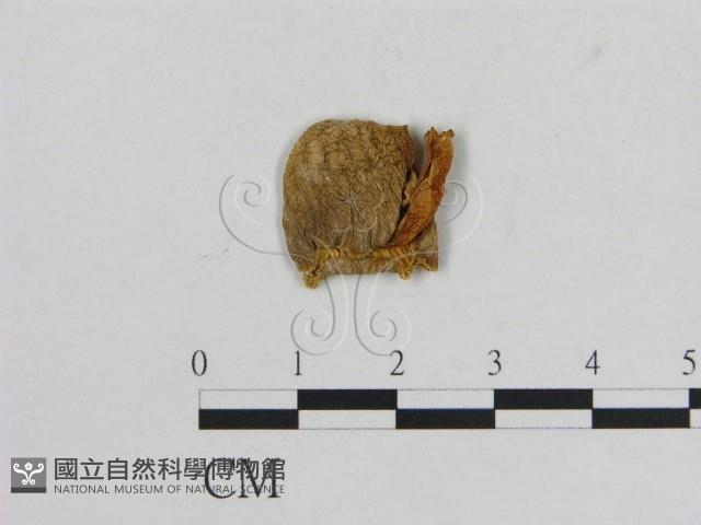 小菇屬藏品圖，第3張