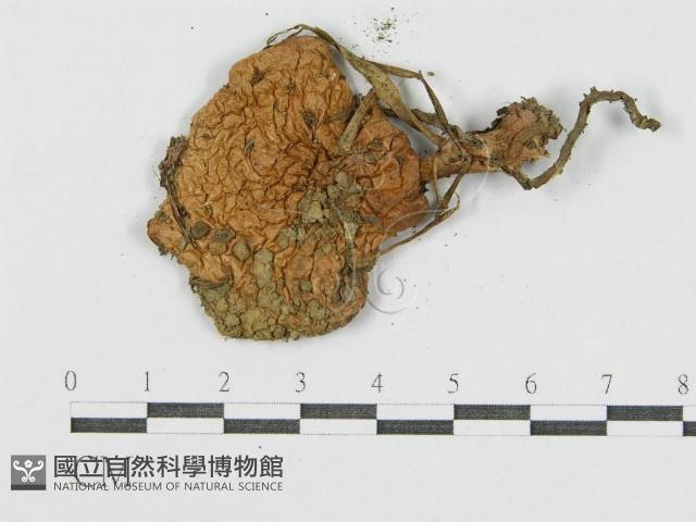 登錄號:F0002081藏品圖，第3張