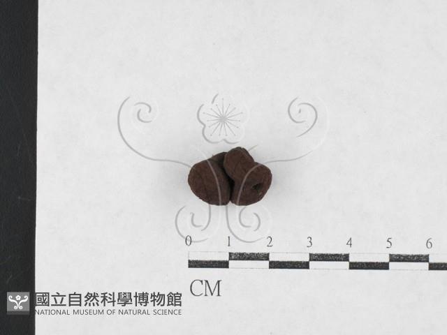 登錄號:F0027081藏品圖，第3張