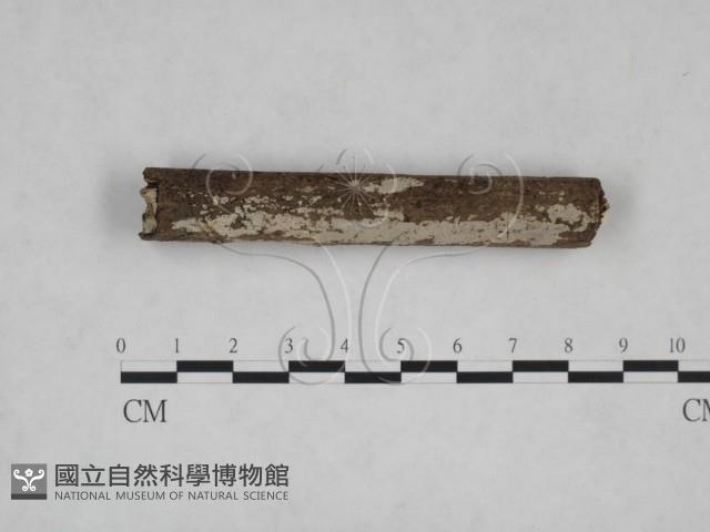 刺皮菌屬藏品圖，第3張