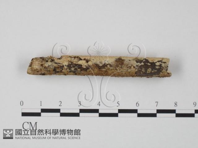 登錄號:F0005081藏品圖，第3張